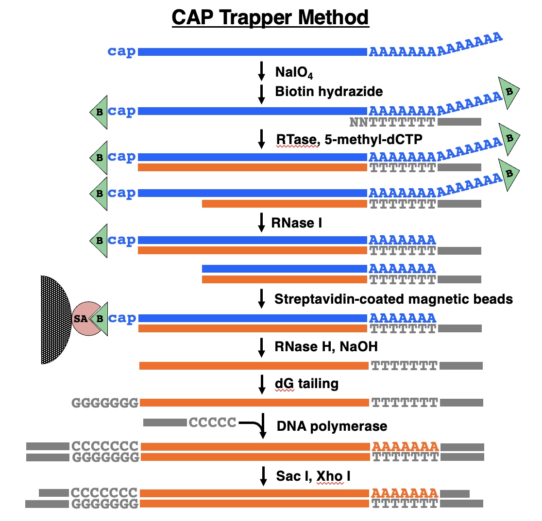 CAP trapper method